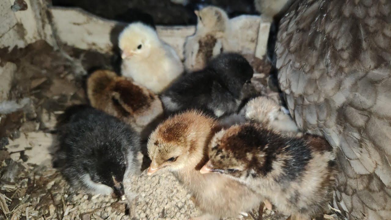 Een hok vol kleine kuikentjes!