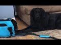 Big dog tries to fit in tiny bag, throws temper tantrum