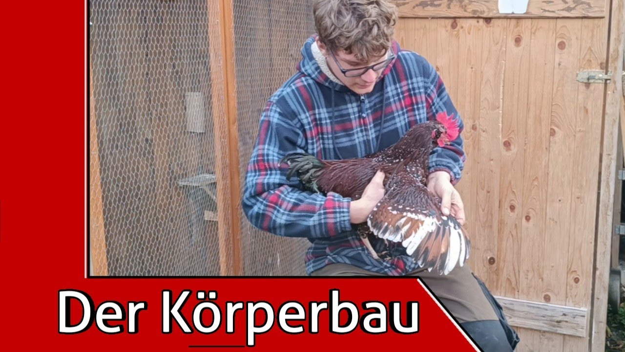 Gevrstebes Huhn Haltbar Der Körperbau des Huhns erklärt | Alles zum Thema Hühnerhaltung - YouTube