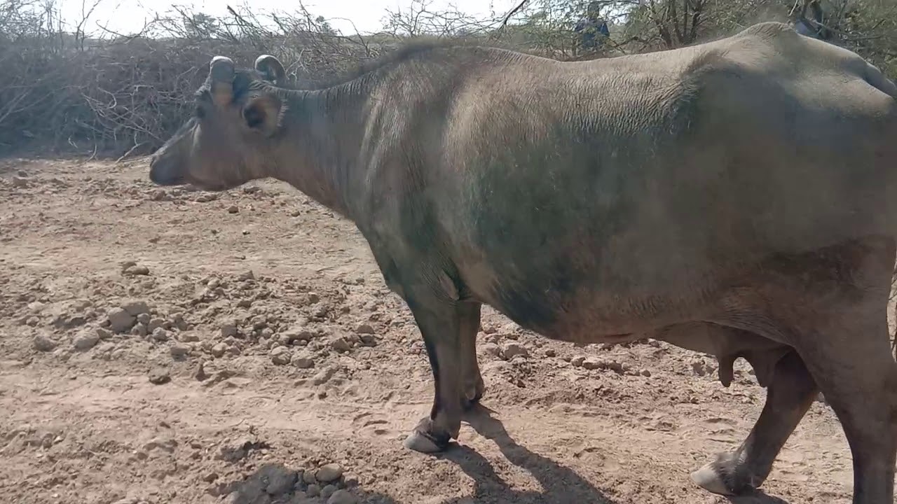 Banni buffalo for sale Mo9638492592 YouTube