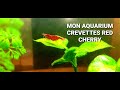 Mon aquarium crevettes red cherry