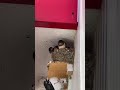 swallow shit  #shorts