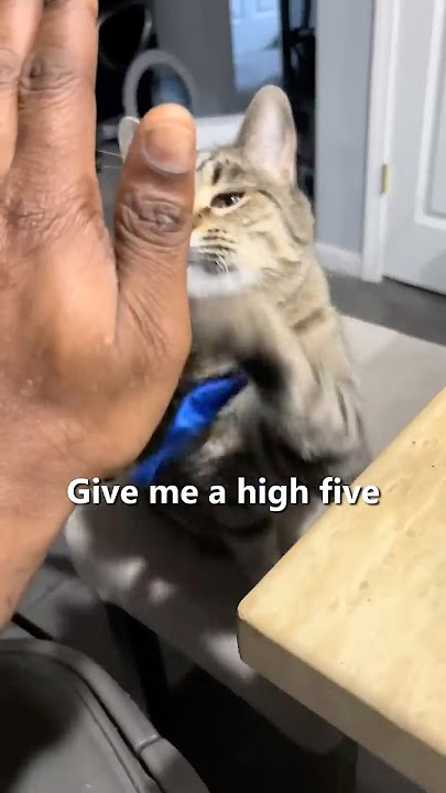 Stinky The Cat 😍