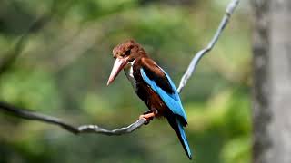 kingfisher bird flying screen software 4