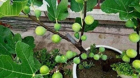 盆栽无花果结果少，一个小方法，果子结的密密麻麻，又大又甜 - 天天要闻