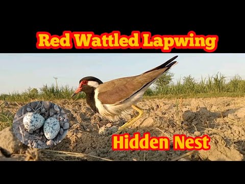 Titahri (Red Wattled Lapwing) And Her Beautiful Eggs || Red Wattled ...