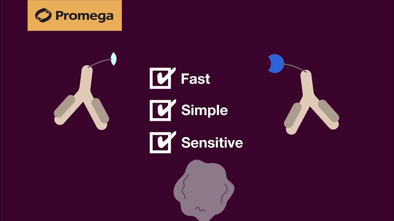 How Lumit™ Immunoassays Work YouTube