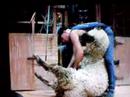 Shearing a Wee Ram!!