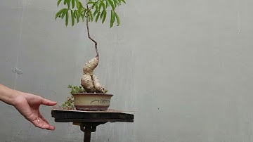 mã số 225 cóc chưa cây mini giá 250k bao ship.