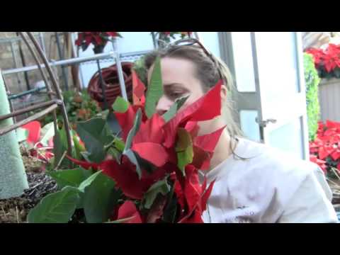 Planting the poinsettia spheres for Wonderland Express