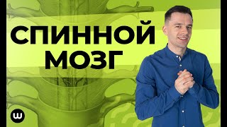 Спинной мозг, рефлекторная дуга, рецептор и рефлекс | ЕГЭ Биология | Даниил Дарвин