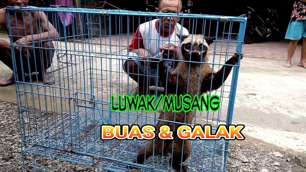 Luwak Musang Yang Baru Tertangkap Buas Galak Youtube