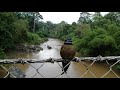 Whiskered treeswift (Hemiprocne coronata) female Close Up video