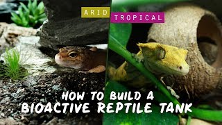 How To Build A Bio Active Leopard Gecko or Crested Gecko Tank! 🌺