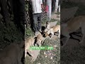 Mission Zero Hunger #animalwelfare #viral #streetdog #love #trending #shorts #reels #desidog #dog