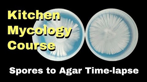 Spores to Agar Progress ( Time-lapse )
