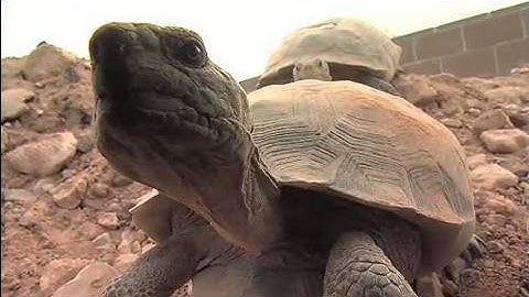 The Heat is On: Desert Tortoises & Survival (Part 1 of 4)
