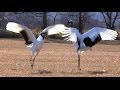 【北海道の絶景】タンチョウの舞 Japanese crane dancing