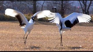 【北海道の絶景】タンチョウの舞  Japanese crane dancing