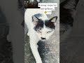 kumis kucing mirip??? #funny #memes #shorts