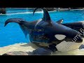 Amazing Ulises (Orca Encounter) Aug 26, 2023 - SeaWorld San Diego