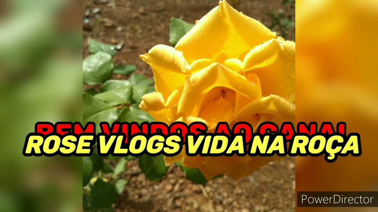#tour pelas minhas flores 🌼🌻💖 parte/01