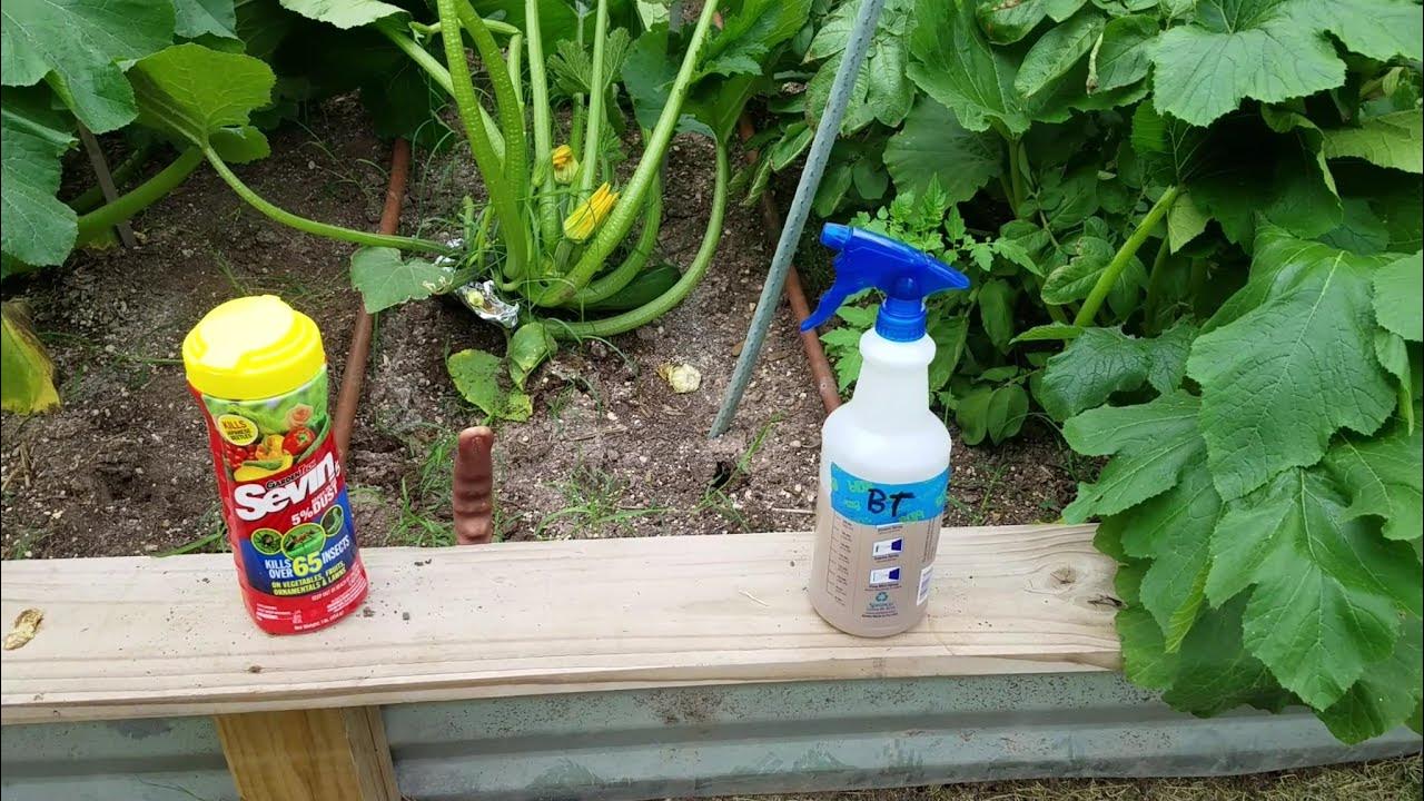 Part 8 Battling the Squash Vine Borer Sevin Dust and more BT YouTube