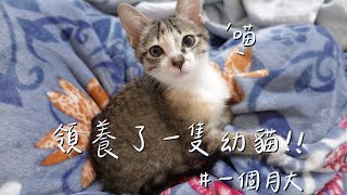 我領養了幼貓沒想到小貓這麼會叫….【幼貓日記】