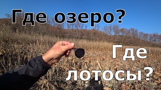 Лотосовое озеро в Абрау-Дюрсо. Как проехать? Что стало с озером Бам. (Папа Может)