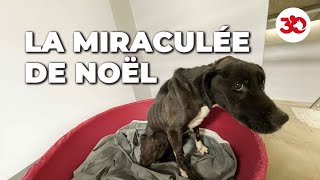 Noëlla, la miraculée de Noël