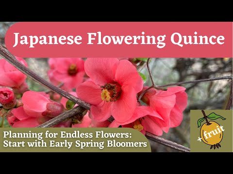Video: Razmnožavanje cvatuće dunje - razmnožavanje cvatuće dunje iz reznica ili sjemena