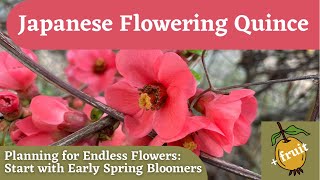 Japanese Flowering Quince: Planning for a Succession of Blooms in the Garden screenshot 2