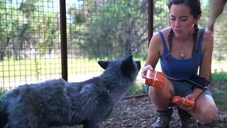 Maya gives the foxes their enrichment at Alveus