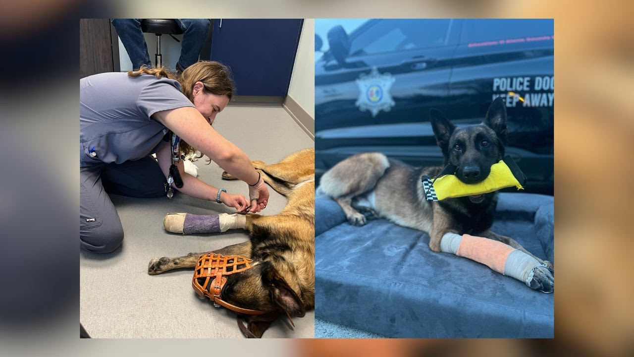 Deputy K9 recovering after being shot in chase - YouTube
