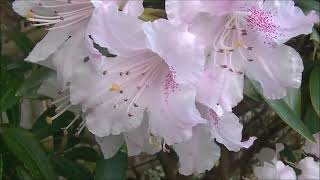 日蓮上人が「立正安国論」を書いた鎌倉「安国論寺」(2020/4/8)ー桜、赤紅葉、サツキが咲き誇り苔の美しい禅寺はステキだよ 日蓮上人が「立正安国論」を書いた鎌倉「安国論寺」(2020/4/8)ー桜、赤紅葉、サツキが咲き誇り苔の美しい禅寺はステキだよ