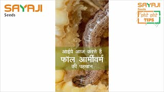 फॉल आर्मीवर्म की पहचान | Identification Of Fall Armyworm #Shorts #MaizeFarming #Agriculture #Maize