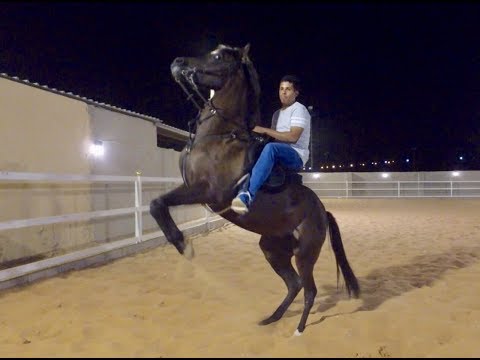 شرح لتعليم الخيل على الوقوف بدون ضرب او عنف   التغزيل   How to Teach a Horse to Rear