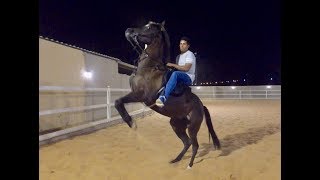 شرح لتعليم الخيل على الوقوف بدون ضرب او عنف   التغزيل   How to Teach a Horse to Rear