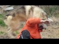 【閲覧注意】人間が狼犬に襲われるとこうなる！