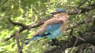 Indian Roller