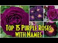 62 - Top 15 PURPLE ROSES with name || Around the world || Floral Gardening