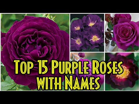 Video: The Best Varieties Of Princes With Blue, Purple, Pink And White Flowers. Description, Photo