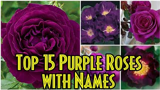 62 - Top 15 PURPLE ROSES with name| Around the world| Floral Gardening