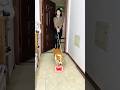 Smartest Dog Ever? Wait Till the End🥰😋 #shortsfeed #pets #cute #viral #animals #dog #doglife #shorts