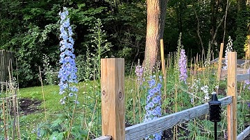 How To Take Cuttings From Delphiniums