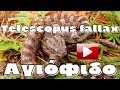 Telescopus fallax ,European cat snake , escape plan , Αγιόφιδο.