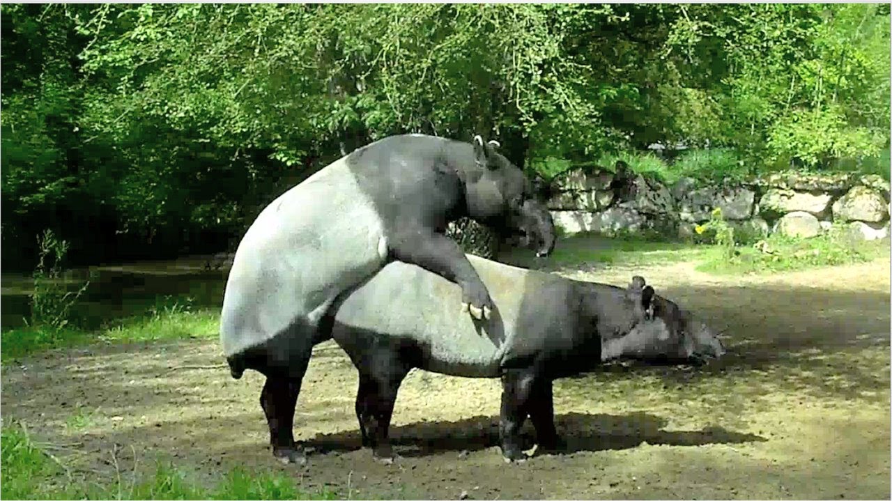 Tapirs mating