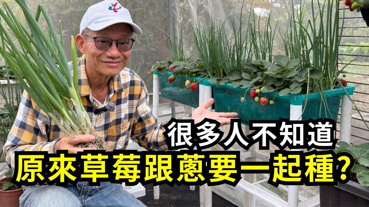 為什麼在草莓旁邊種蔥？農友都在用這招防蟲嗎？有哪些好處？怎麼種才不會影響草莓生長？共榮作物種植技巧一定要會！| 阿星種植