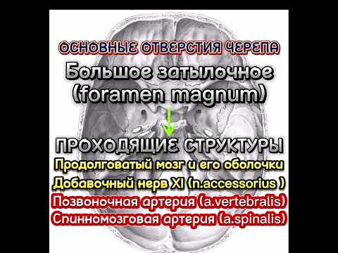 Основные отверстия черепа.