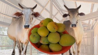 Give mango fruit to cow | Animal Planet, Wildlife Wonders, Nature's Symphony